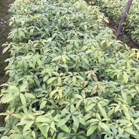 雄风园林 桢楠苗木批发价格 金丝楠木杯苗价格 小叶桢楠基地