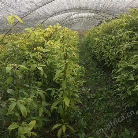 雄风园林金丝楠木批发基地 批发金丝楠木树 金丝楠木苗价格