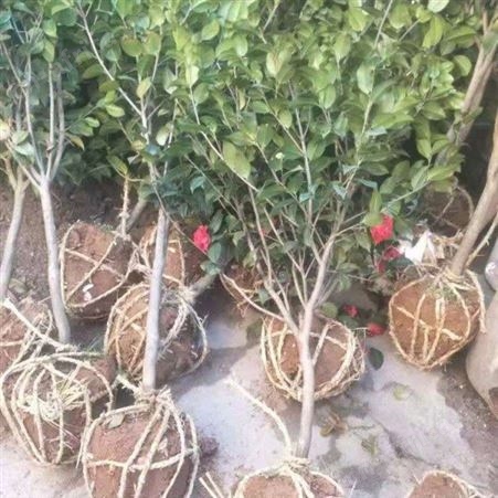 批发#3公分茶花树价格农户专业种植茶花树茶花的养殖基地