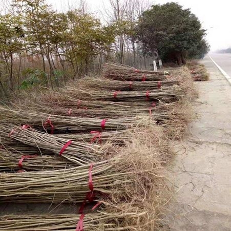 江西紫薇苗基地紫薇报价丛生紫薇