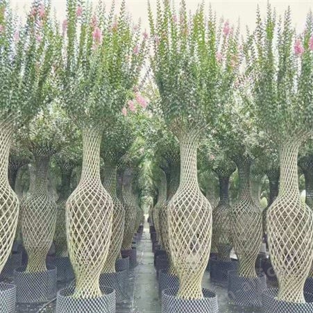 紫薇苗批发供应紫薇树精品大紫薇