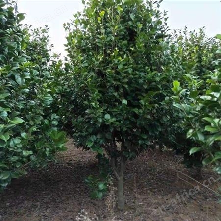 园艺厂直销茶花树农户专业种植茶花树茶花盆栽技术