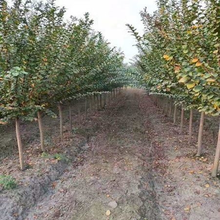 紫薇桩价格紫薇小苗 乔木批发基地精品大紫薇