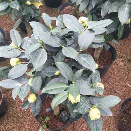 大型茶花树庭院小区花坛观赏树茶花树苗价格