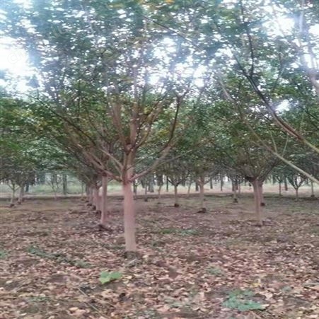 紫薇桩价格紫薇小苗 乔木批发基地精品大紫薇