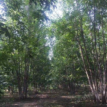 美国红枫美国红枫小苗自产自销园林绿化苗木基地