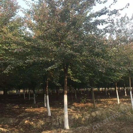 耐寒植物精品直销三角枫移植成活高