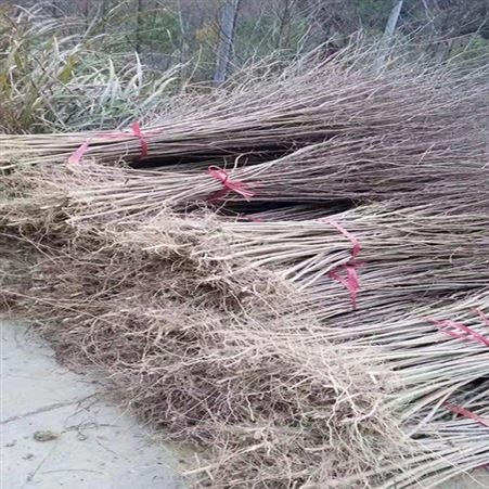 紫薇苗批发供应紫薇树精品大紫薇