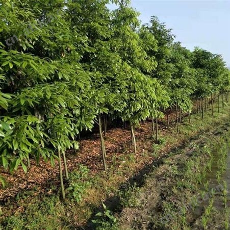 基地批发桢楠苗木批发价格  金丝楠木苗 出售  金丝楠木苗价格低规格全