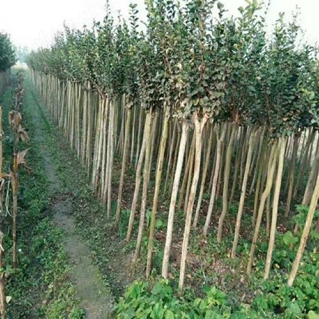江西紫薇苗基地紫薇报价丛生紫薇