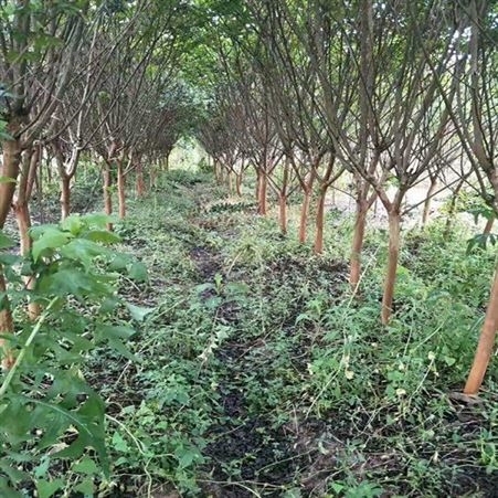 雄风园林精品大紫薇 紫薇小苗 乔木批发基地 紫薇桩价格