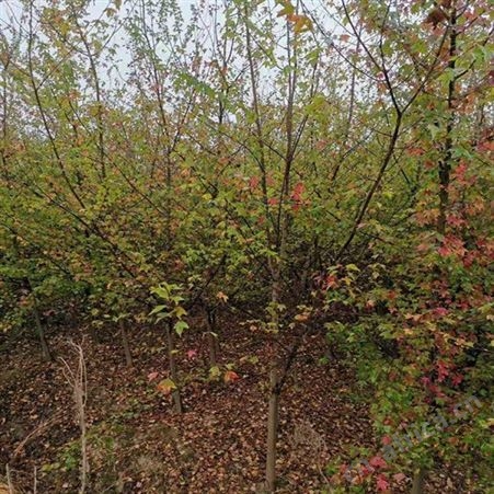 北方绿化植物苗圃三角枫长期 直销三角枫