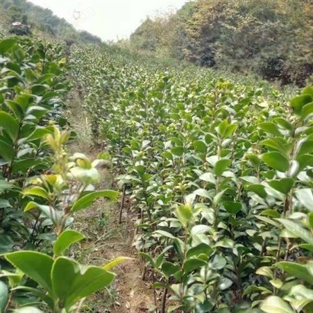 园艺厂直销茶花树农户专业种植茶花树茶花盆栽技术