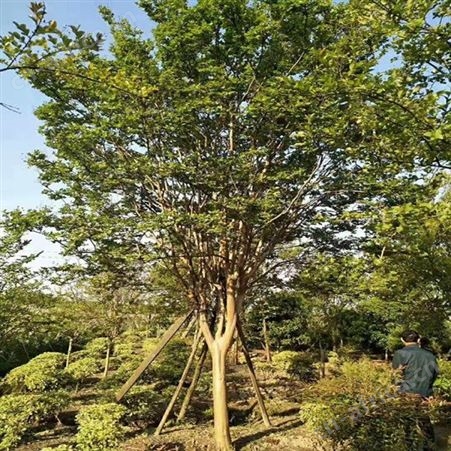 紫薇桩价格紫薇小苗 乔木批发基地精品大紫薇