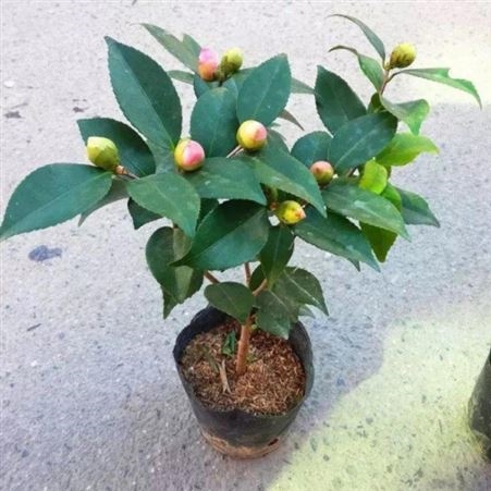 大型茶花树庭院小区花坛观赏树茶花树苗价格