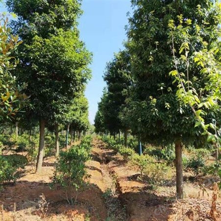 基地批发桢楠苗木批发价格  金丝楠木苗 出售  金丝楠木苗价格低规格全