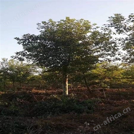 枫香基地直销枫香价格批发10公分枫香树苗 大量批发绿化树