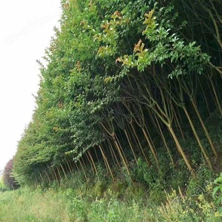 紫薇树价格低紫薇报价精品大紫薇