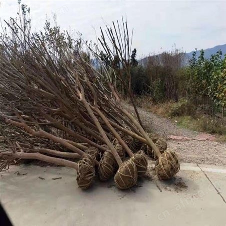 紫薇树价格低紫薇报价精品大紫薇