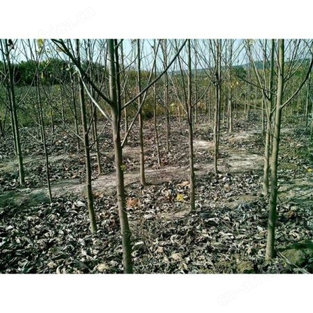 12-25公分马褂木大量供应马褂木小苗批发 马褂木小苗