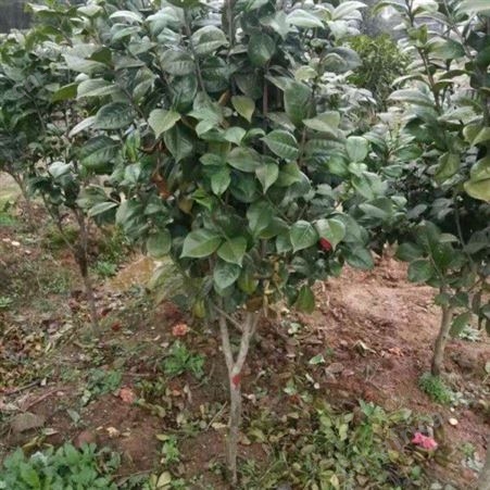 大型茶花树茶花树价格 茶花树