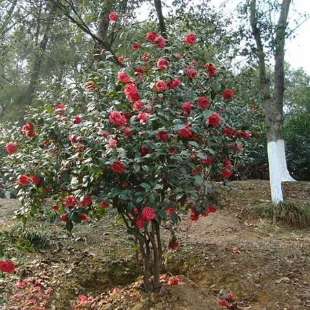 地径3公分茶花树茶花树价格 茶花的养殖基地