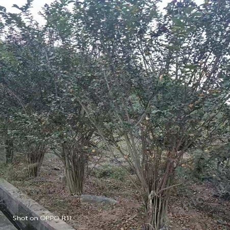 紫薇苗批发供应紫薇树精品大紫薇