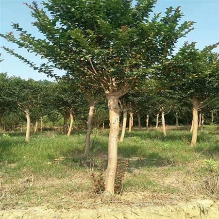 江西紫薇苗基地紫薇报价丛生紫薇