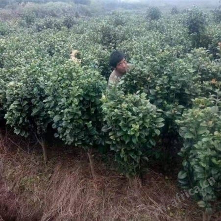 大型茶花树茶花树价格 茶花树