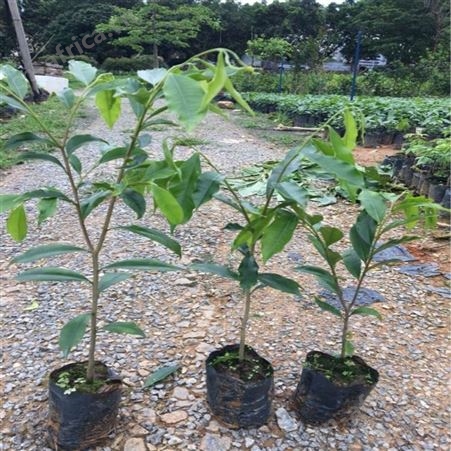 培植沉香树苗 奇楠沉香树苗 名贵树苗室内阳台奇楠沉香树苗盆栽珍贵树苗庭院地栽