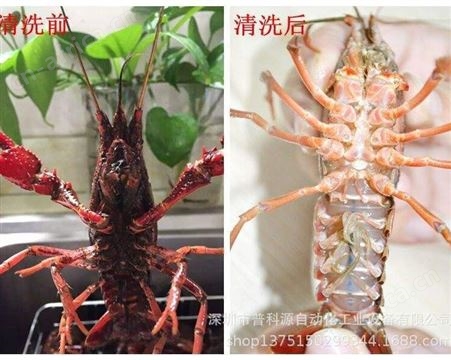 厂家定制 小龙虾超声波清洗机 海鲜 螃蟹 田螺超声波清洗器