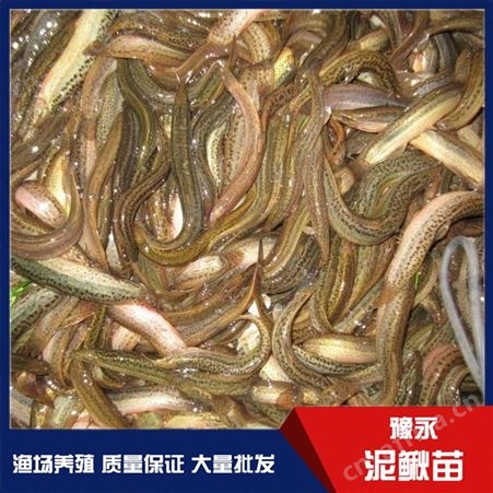 河北中国台湾泥鳅鱼苗 泥鳅苗繁殖豫永水产品供应