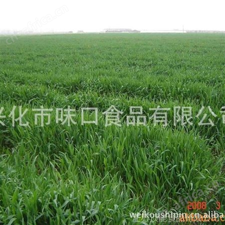原生态 无农残  清除宿便 麦苗粉 大麦若叶青汁粉 基地种植