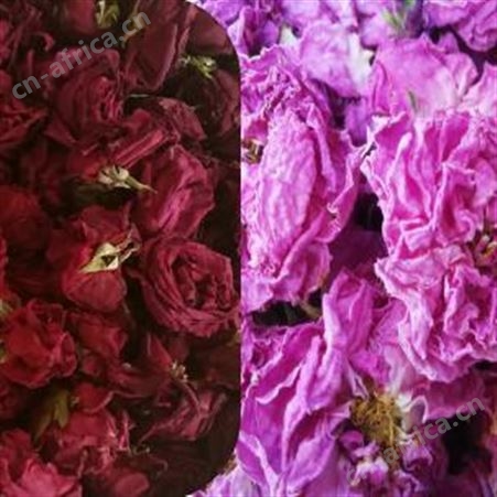 【镧泰】樱花烘干机樱花微波烘干机樱花冻干机樱花低温烘干机 能耗较传统低一半 保留原色营养 批次加工效率高 上海厂家