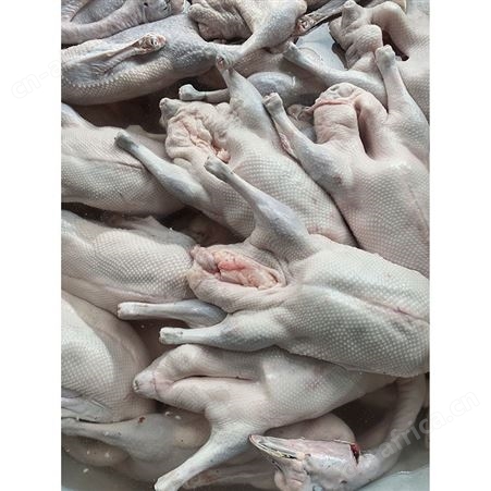 正宗黑棕鹅 批发冻黑棕鹅 冰冷急冻鹅肉 卤鹅翅食材 鲜鹅皇