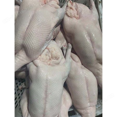 冰冷急冻鹅肉 烤鹅专用老鹅 常年供应 鲜鹅皇