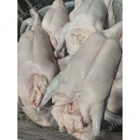 冷冻黑棕鹅批发 冷冻光鹅 绿色黑棕鹅厂家 多肉鹅脚翅 鲜鹅皇