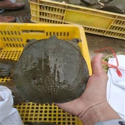 鳖甲鱼苗养殖基地 中华甲鱼苗 冷水甲鱼苗 将军水产