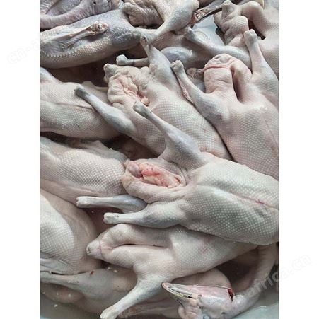 冰冷急冻鹅肉 批发老鹅鹅头 长期供应 鲜鹅皇