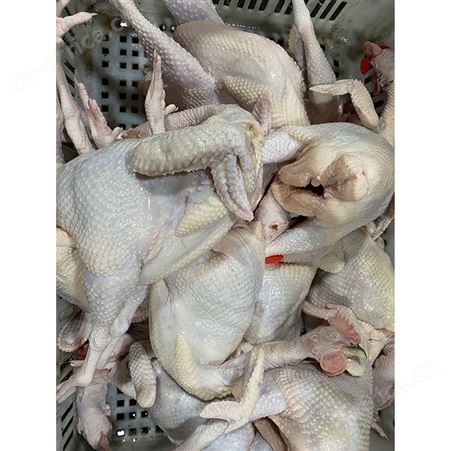 冷冻黑棕鹅批发 冷冻光鹅 绿色黑棕鹅厂家 多肉鹅脚翅 鲜鹅皇