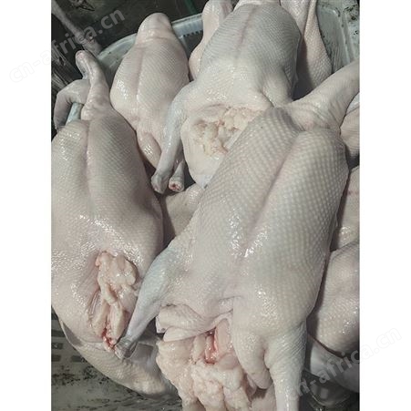 新鲜黑棕鹅现 新鲜光鹅 源头工厂 鲜鹅皇