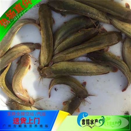 【广州鱼苗场】本地塘虱鱼苗 塘角鱼 土塘虱鱼苗批发