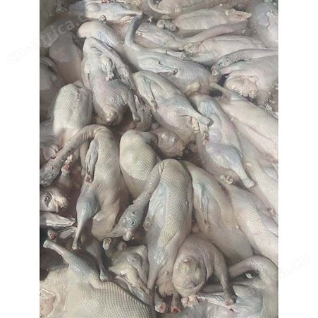 批发冷冻黑棕光鹅 狮头鹅 清远黑棕鹅 卤鹅翅食材 鲜鹅皇