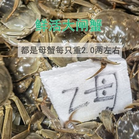 2021年9月楚淼水产大量批发_鲜活大闸蟹/清水大闸蟹_2两规格公蟹/母蟹_冷链发货包直达费用