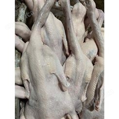 冰冷急冻鹅肉 批发老鹅鹅头 长期供应 鲜鹅皇