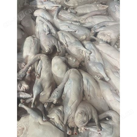 批发冷冻黑棕光鹅 狮头鹅 清远黑棕鹅 卤鹅翅食材 鲜鹅皇
