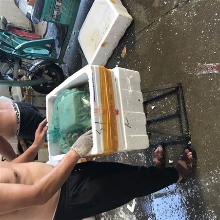 青蛙养殖基地直批 田鸡虎斑蛙正规养殖合法经营量大从优 30斤起发