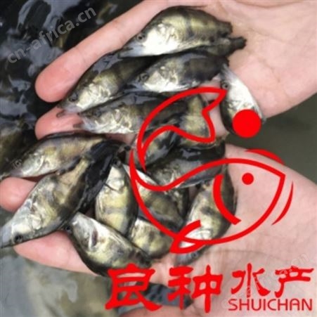 人工养殖桂鱼苗全国批发 名贵鱼种苗良种水产采购基地 优质淡水鱼苗