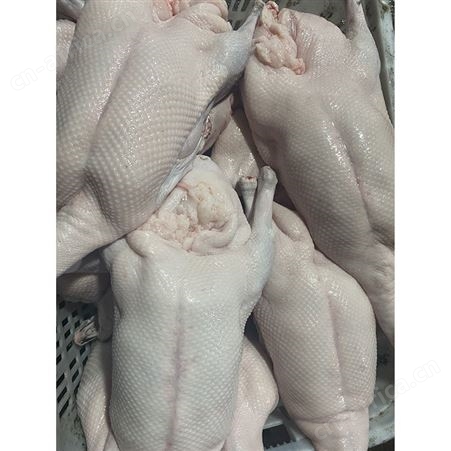批发老鹅鹅头 冷冻黑棕鹅 白条烧鹅 多肉鹅脚翅 鲜鹅皇
