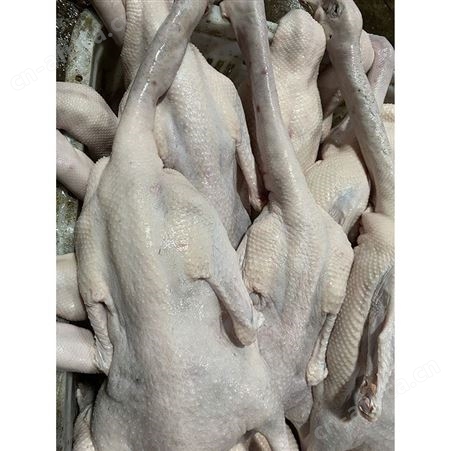 卤鹅翅食材 冷冻大鹅 基地销售 鲜鹅皇